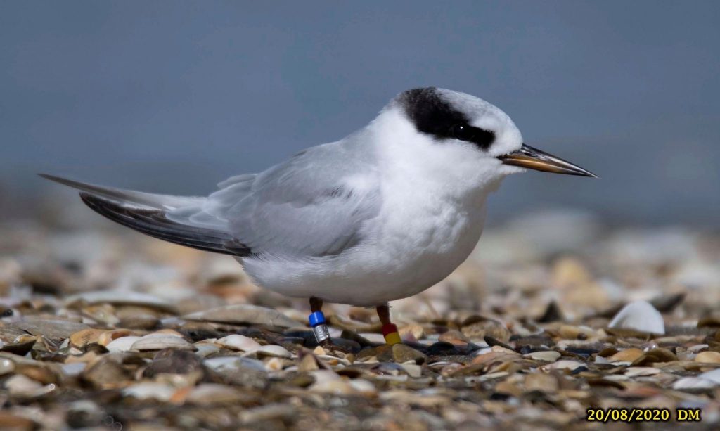 Fairy Tern, juvenile, close up